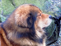 Cascade head profile