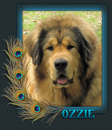 Ozzie